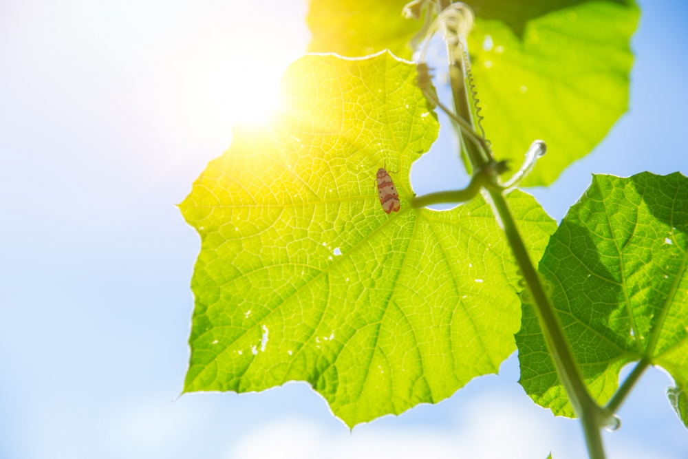 Τεχνητή φωτοσύνθεση: Πόσο κοντά βρισκόμαστε στο τέλος των ορυκτών καυσίμων;