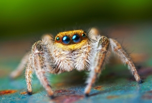 Keeping up with the jumping spiders!