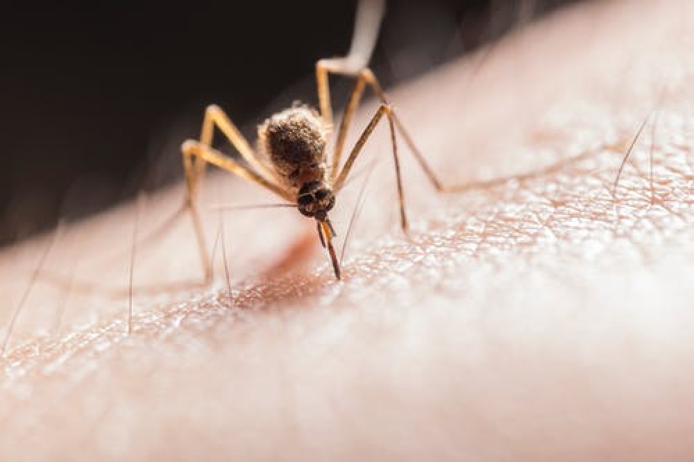 Έλλειψη G6PD:Πώς η εξέλιξη οδήγησε στην προστασία από την ελονοσία