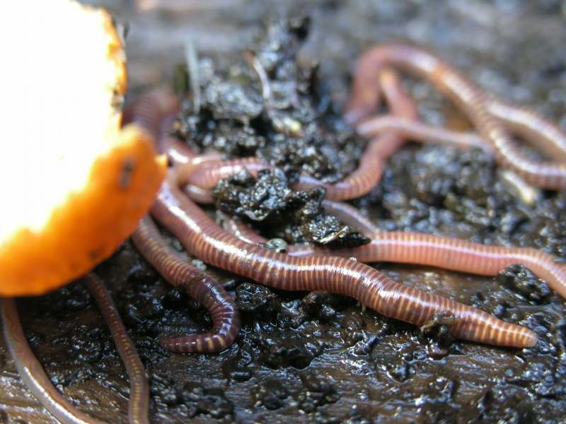 Compost or not?
