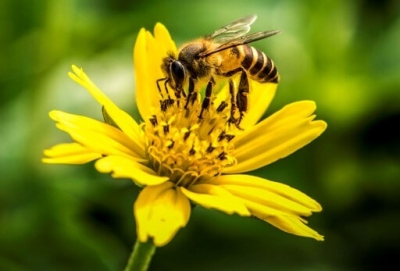 Αχ μελισσούλα, μελισσάκι, πήγες σε άλλο λουλουδάκι;