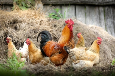 Γιατί οι κότες όταν τους κόψεις το κεφάλι τρέχουν μερικά μέτρα πριν πεθάνουν;