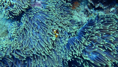 Κοράλλια ώρα μηδέν. Ψάχνοντας το Νέμο…