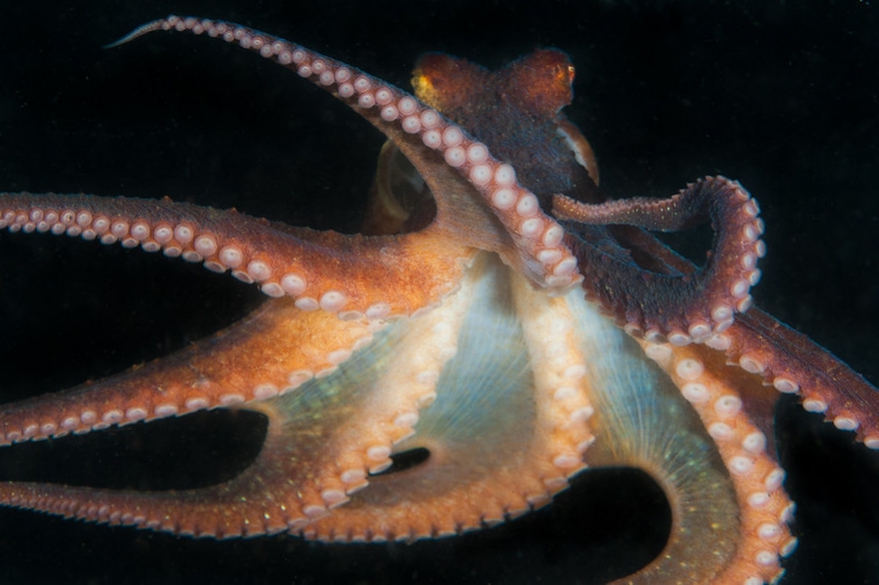 Γιατί τα χταπόδια έχουν μπλε αίμα;